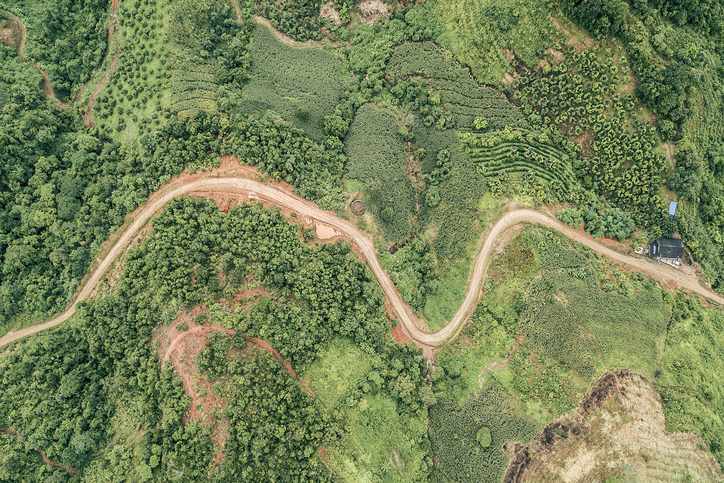 Panoramic view of a forest